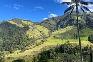 Von Salento aus: Gemeinsame Tour durch das Cocora-Tal