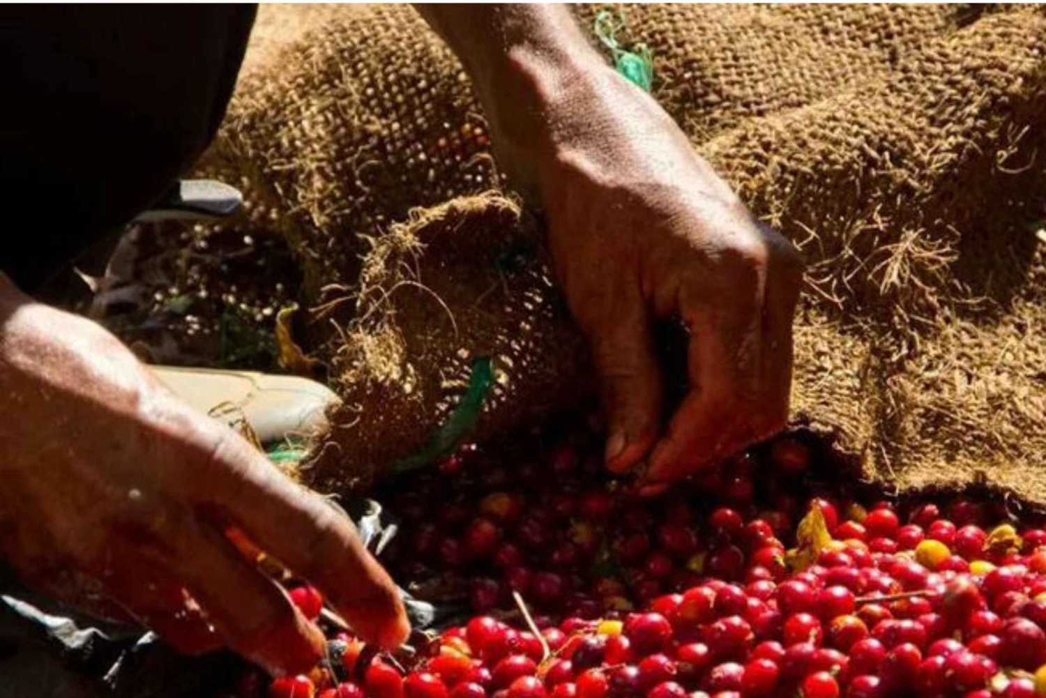 Coffee, Cacao, and Trekking Tour in Minca: Nature, Crops, and Production