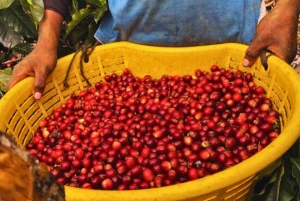 Coffee, Cacao, and Trekking Tour in Minca: Nature, Crops, and Production