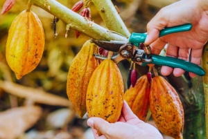 Coffee, Cacao, and Trekking Tour in Minca: Nature, Crops, and Production