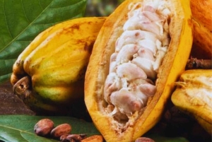 Coffee, Cacao, and Trekking Tour in Minca: Nature, Crops, and Production