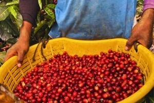 Kaffe-, kakao- og trekkingtur i Minca: Natur, afgrøder og produktion