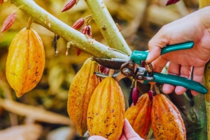 Kaffe-, kakao- og trekkingtur i Minca: Natur, afgrøder og produktion