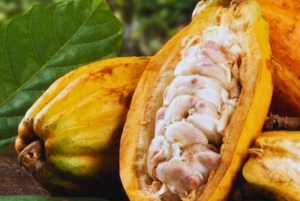 Kaffe-, kakao- og trekkingtur i Minca: Natur, afgrøder og produktion