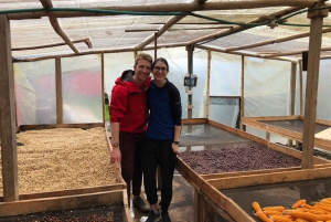 Pereira: Coffee Farm and Salento Walking Tour with Lunch