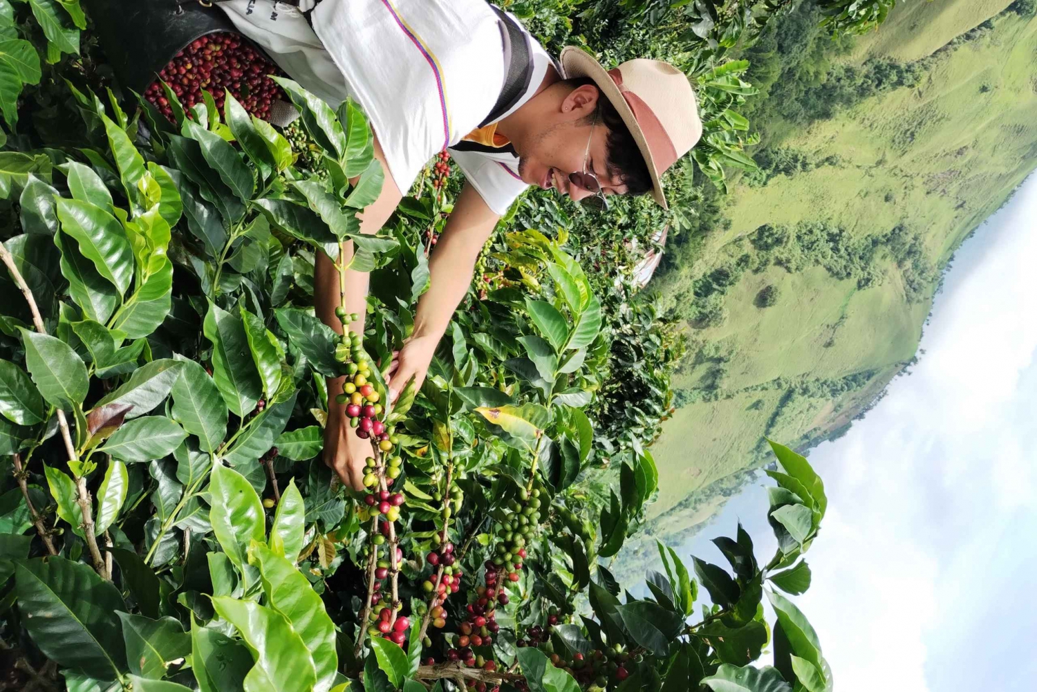 Coffee region Colombia: Authentic coffee experiences