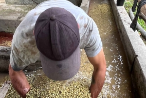 Kahvi- ja jeeppikierros Finca Mariposassa Jardínissa