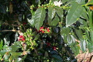 Kahvi- ja jeeppikierros Finca Mariposassa Jardínissa