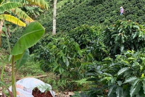 Kahvi- ja jeeppikierros Finca Mariposassa Jardínissa