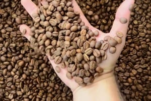 Tournée de café à la Finca El Ocaso Salento : Finca Tradicional-Español