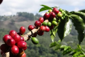 Tournée de café à la Finca El Ocaso Salento : Finca Tradicional-Español