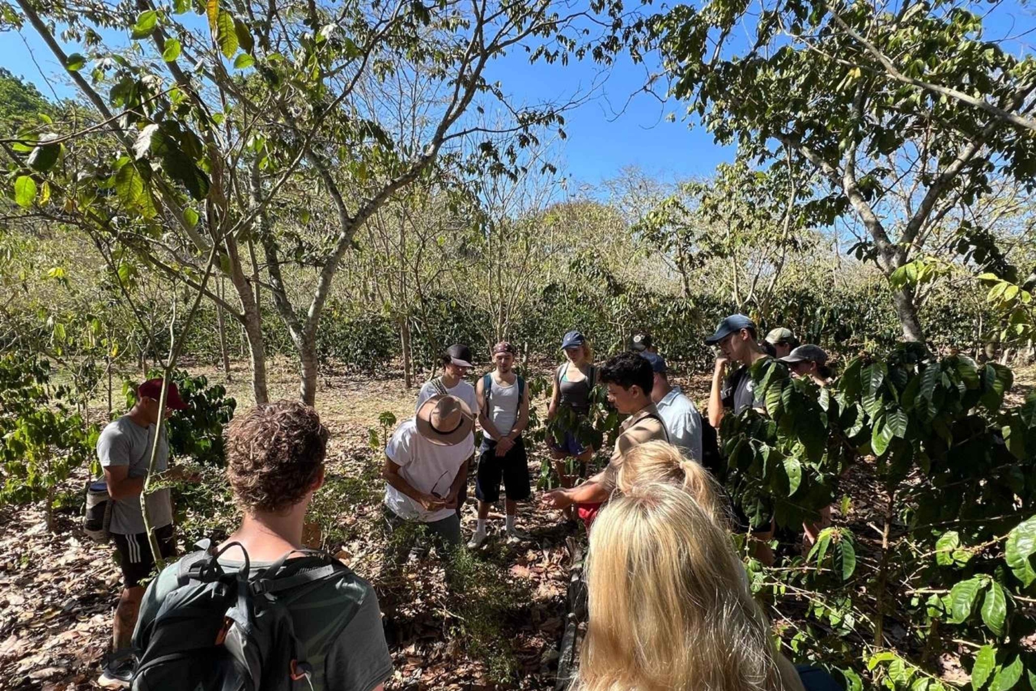 Кофейный тур в Баричаре: традиции, экологичность и местный вкус