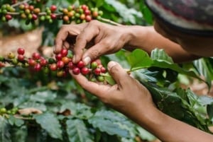 Coffee Tour in Barichara: Tradition, Sustainability and Local Flavor