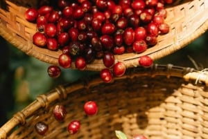 Coffee Tour in Barichara: Tradition, Sustainability and Local Flavor
