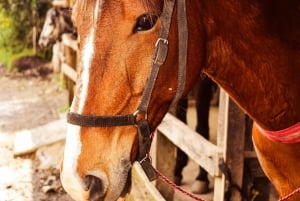 Колумбия: конная прогулка к реке + обед