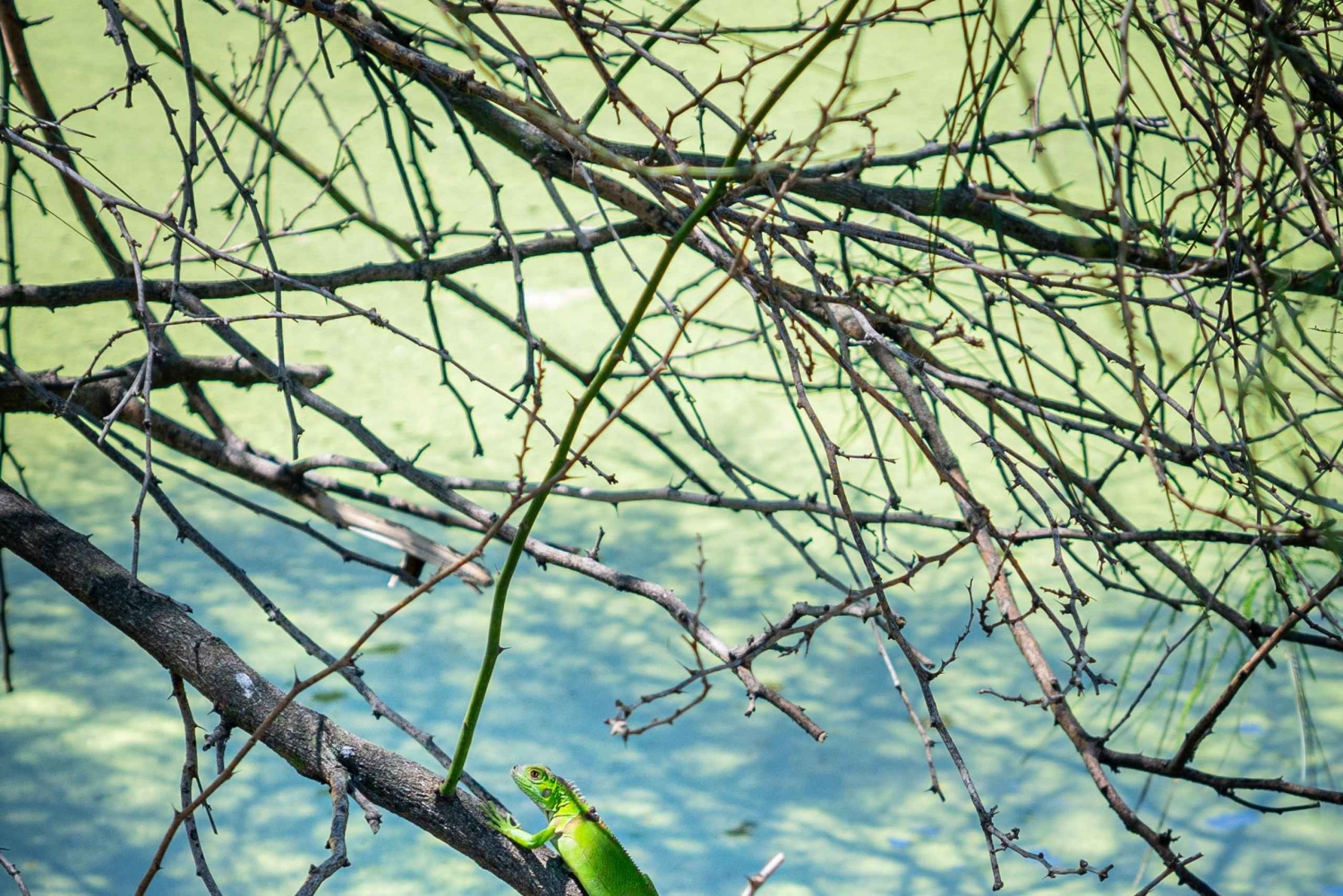 Tour comunitário Biodiversidade Latatacoa Deserto Villavieja