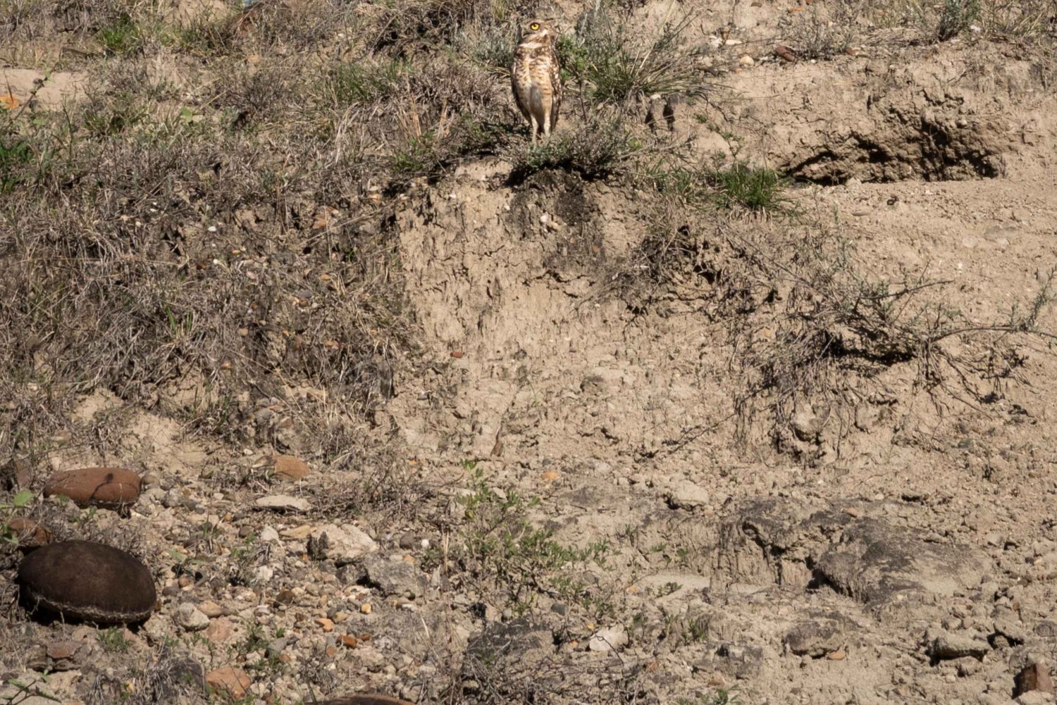 Tour comunitário Biodiversidade Latatacoa Deserto Villavieja