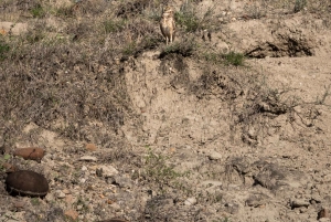 Tour comunitário Biodiversidade Latatacoa Deserto Villavieja