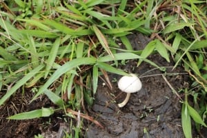 クエバ・デ・ロス・グアチャロス国立公園：サンアグスティン発の3日間の探検