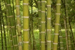 クエバ・デ・ロス・グアチャロス国立公園：サンアグスティン発の3日間の探検