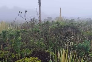 Cundinamarca : visite guidée à pied du sentier Muisca
