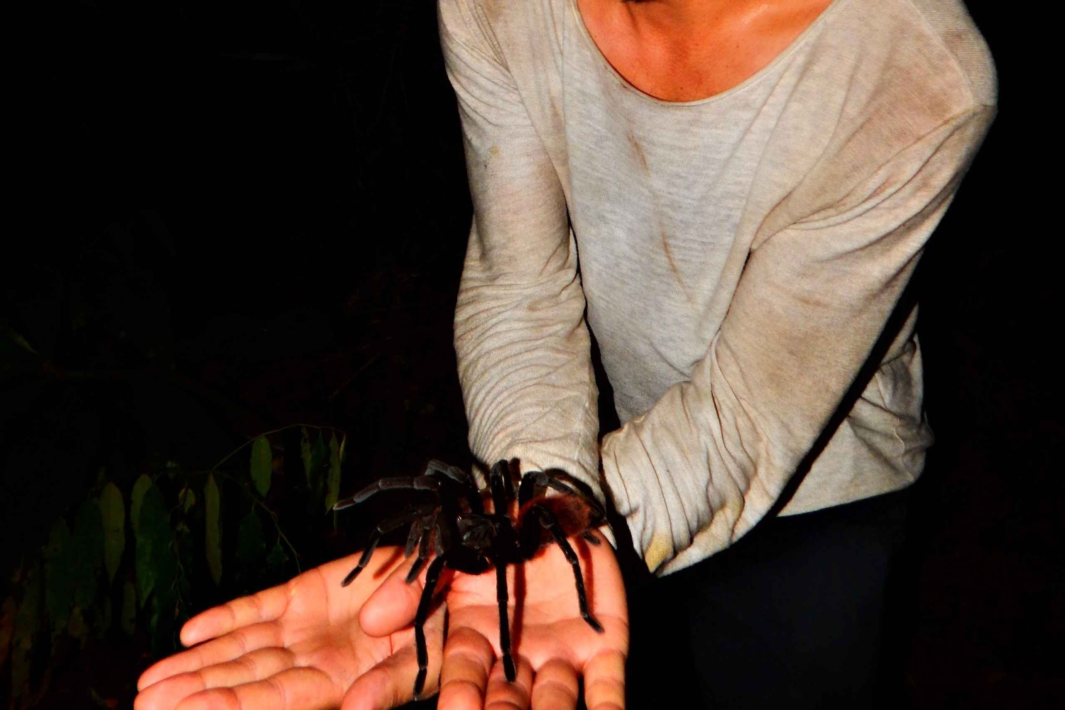 Plan d'expérience de la jungle profonde 4 jours