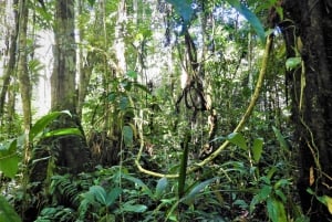 Deep Jungle Experience Plan 4 Days