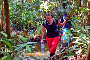 Plan d'expérience de la jungle profonde 4 jours