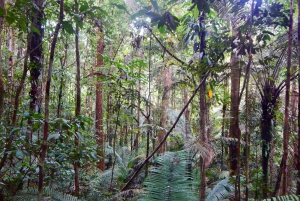Plan d'expérience de la jungle profonde 4 jours