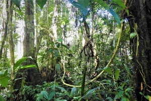 Plan d'expérience de la jungle profonde 4 jours