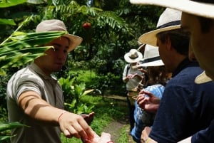 Descubre los secretos del Cafe, Cacao y Cascada en Minca