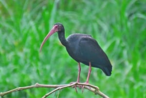 90 minutes from Bogota: artisanal coffee tour, birds, culture, and local guide.