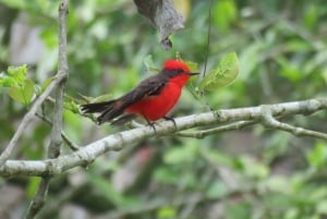 90 minutes from Bogota: artisanal coffee tour, birds, culture, and local guide.