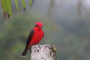 90 minutes from Bogota: artisanal coffee tour, birds, culture, and local guide.