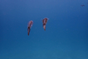 Dive in Tayrona Park
