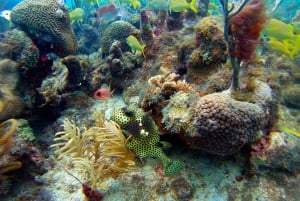 Tauchen für Anfänger zwischen Korallen und Statuen in San Andrés