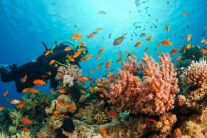 Tauchen für Anfänger zwischen Korallen und Statuen in San Andrés