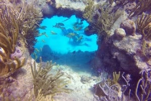 Tauchen für Anfänger zwischen Korallen und Statuen in San Andrés