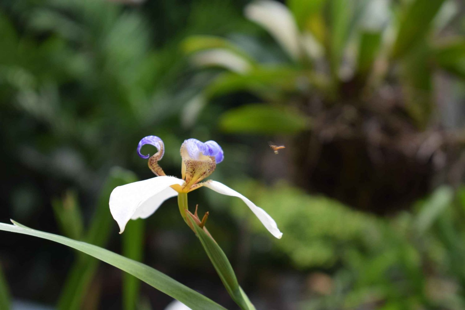 El Encanto: natural paradise & birdwatching in the heart of Colombia