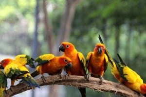 Genieße den Strand von Barú: Vogelhaus + Biolumineszenz-Plankton