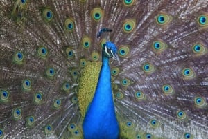 Genieße den Strand von Barú: Vogelhaus + Biolumineszenz-Plankton