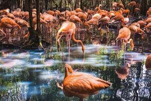 Genieße den Strand von Barú: Vogelhaus + Biolumineszenz-Plankton