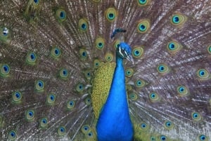 Aproveite a praia de Barú: Aviário + plâncton bioluminescente