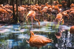 Aproveite a praia de Barú: Aviário + plâncton bioluminescente