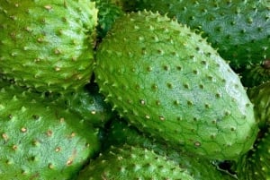 Essential Fruit Experience