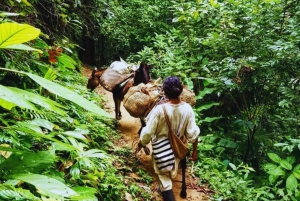 Trekking historique et patrimoine indigène à Minca + Cacao et café + Chute d'eau