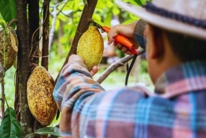 Trekking historique et patrimoine indigène à Minca + Cacao et café + Chute d'eau