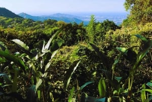 Trekking historique et patrimoine indigène à Minca + Cacao et café + Chute d'eau