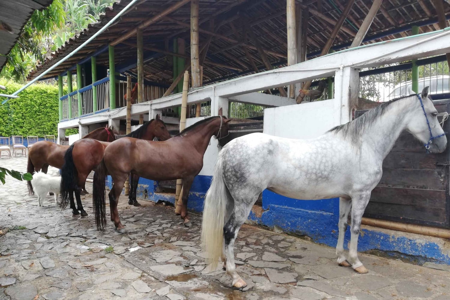 Venez vivre avec nous une superbe balade à cheval et profiter de la nature.