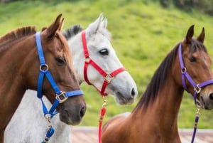Oplev en fantastisk ridetur med os og nyd naturen.